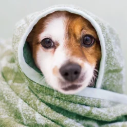 Balsamo Scioglinodi -Diegodallapalma Negozio D.DOG 9